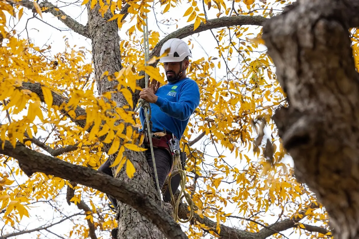 Skilled Tree Trimming crew working in Atqasuk